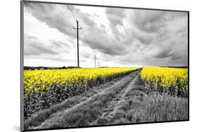 Oilseed Rape Fields-Rainer Maria-Mounted Photographic Print