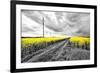 Oilseed Rape Fields-Rainer Maria-Framed Photographic Print