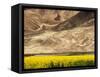 Oilseed Rape Plants Blooming at Foot of Mountain-Yang Liu-Framed Stretched Canvas