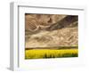 Oilseed Rape Plants Blooming at Foot of Mountain-Yang Liu-Framed Photographic Print