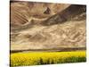 Oilseed Rape Plants Blooming at Foot of Mountain-Yang Liu-Stretched Canvas