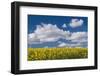 Oilseed rape / Rapeseed flowers, UK-Phil Savoie-Framed Photographic Print