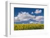 Oilseed rape / Rapeseed flowers, UK-Phil Savoie-Framed Photographic Print