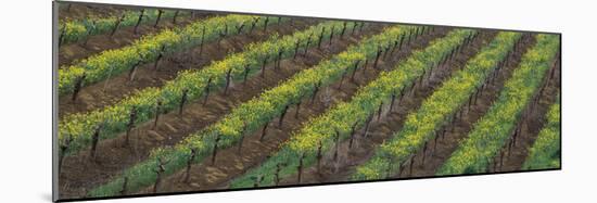 Oilseed rape with grape vines in a vineyard-null-Mounted Photographic Print