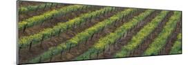 Oilseed rape with grape vines in a vineyard-null-Mounted Photographic Print