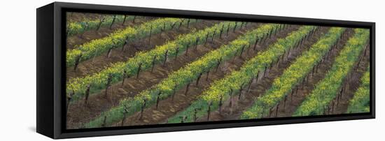 Oilseed rape with grape vines in a vineyard-null-Framed Stretched Canvas