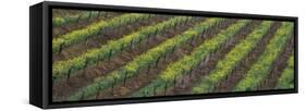 Oilseed rape with grape vines in a vineyard-null-Framed Stretched Canvas