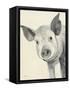 Oink-Albena Hristova-Framed Stretched Canvas