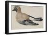 Oiseau dit casse-noix-Albrecht Dürer-Framed Giclee Print