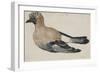 Oiseau dit casse-noix-Albrecht Dürer-Framed Giclee Print