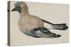 Oiseau dit casse-noix-Albrecht Dürer-Stretched Canvas