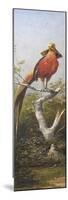 Oiseau exotique rouge-Adolphe Yvon-Mounted Premium Giclee Print