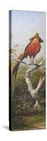 Oiseau exotique rouge-Adolphe Yvon-Stretched Canvas