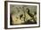 Oiseaux sur des branches-Frans Snyders-Framed Giclee Print