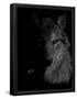 Essential Black
