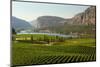 Okanagan Valley Vineyard Scenic, British Columbia-digimax-Mounted Photographic Print