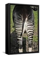 Okapi Female in Captivity-null-Framed Stretched Canvas