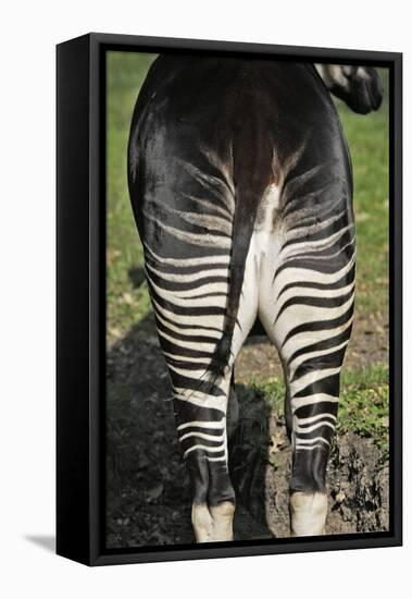 Okapi Female in Captivity-null-Framed Stretched Canvas