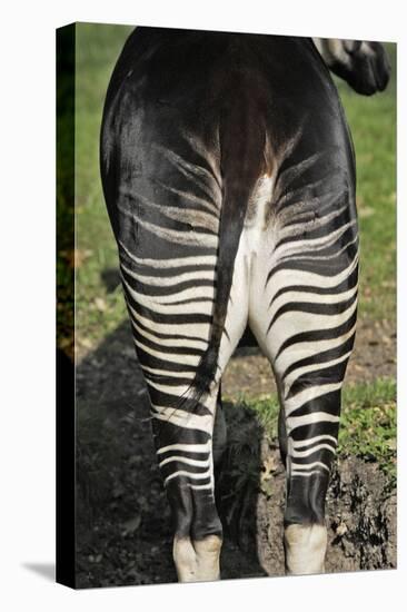 Okapi Female in Captivity-null-Stretched Canvas