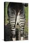 Okapi Female in Captivity-null-Stretched Canvas