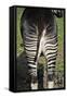 Okapi Female in Captivity-null-Framed Stretched Canvas