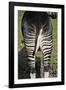 Okapi Female in Captivity-null-Framed Photographic Print