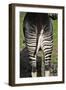 Okapi Female in Captivity-null-Framed Photographic Print