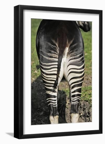 Okapi Female in Captivity-null-Framed Photographic Print