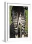 Okapi Female in Captivity-null-Framed Photographic Print