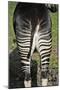 Okapi Female in Captivity-null-Mounted Photographic Print