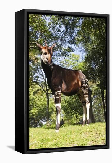 Okapi Male-null-Framed Stretched Canvas