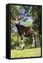 Okapi Male-null-Framed Stretched Canvas