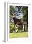 Okapi Male-null-Framed Premium Photographic Print