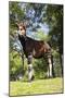 Okapi Male-null-Mounted Premium Photographic Print