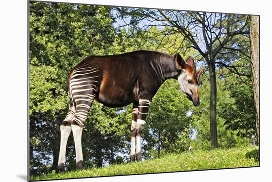 Okapi Male-null-Mounted Photographic Print