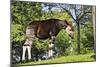 Okapi Male-null-Mounted Photographic Print