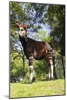 Okapi Male-null-Mounted Photographic Print