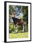 Okapi Male-null-Framed Photographic Print