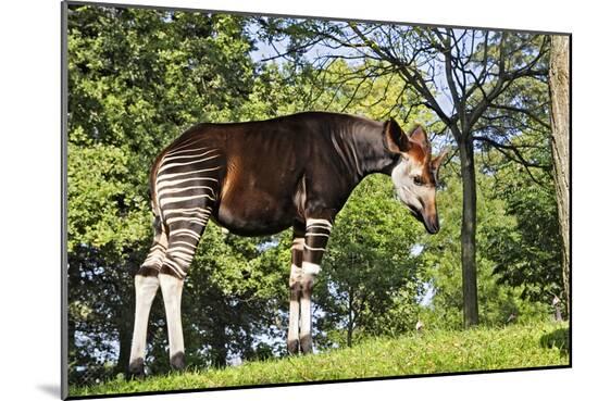 Photographic Print, , large
