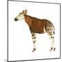 Okapi (Okapi Johnstoni), Mammals-Encyclopaedia Britannica-Mounted Poster