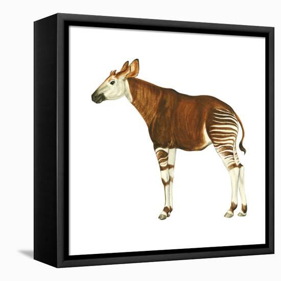 Okapi (Okapi Johnstoni), Mammals-Encyclopaedia Britannica-Framed Stretched Canvas