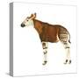 Okapi (Okapi Johnstoni), Mammals-Encyclopaedia Britannica-Stretched Canvas