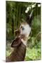 Okapi (Okapia Johnstoni) Feeding, With Tongue Exteneded-Denis-Huot-Mounted Photographic Print