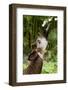 Okapi (Okapia Johnstoni) Feeding, With Tongue Exteneded-Denis-Huot-Framed Photographic Print