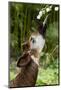 Okapi (Okapia Johnstoni) Feeding, With Tongue Exteneded-Denis-Huot-Mounted Photographic Print