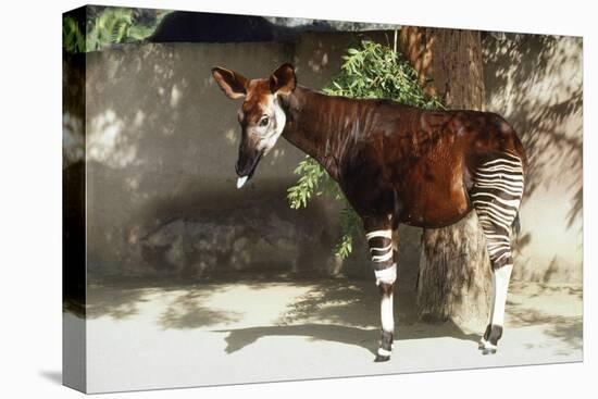 Okapi-null-Stretched Canvas