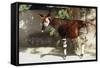 Okapi-null-Framed Stretched Canvas