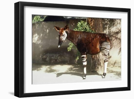 Okapi-null-Framed Premium Photographic Print