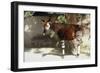 Okapi-null-Framed Premium Photographic Print