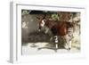 Okapi-null-Framed Premium Photographic Print